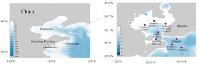 Diatom Biodiversity and Speciation Revealed by Comparative Analysis of Mitochondrial Genomes